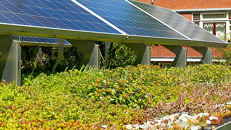 Sustainable Roof Greening for Commercial Enterprises
