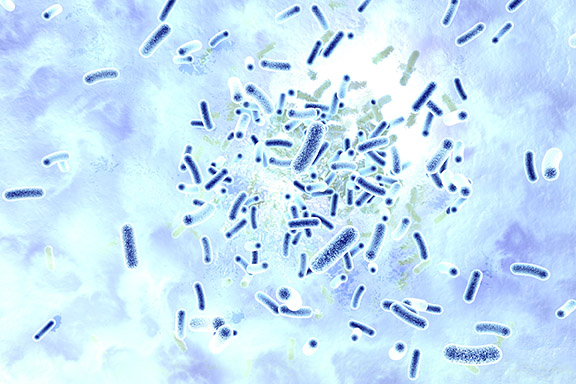 So sehen Legionellen unter dem Mikroskop aus.