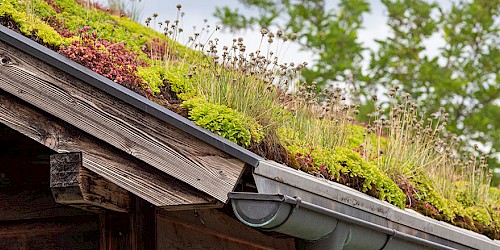 Wir unterstützen sie beim Förderbaustein der Dachbegrünung im Umkreis von Münster